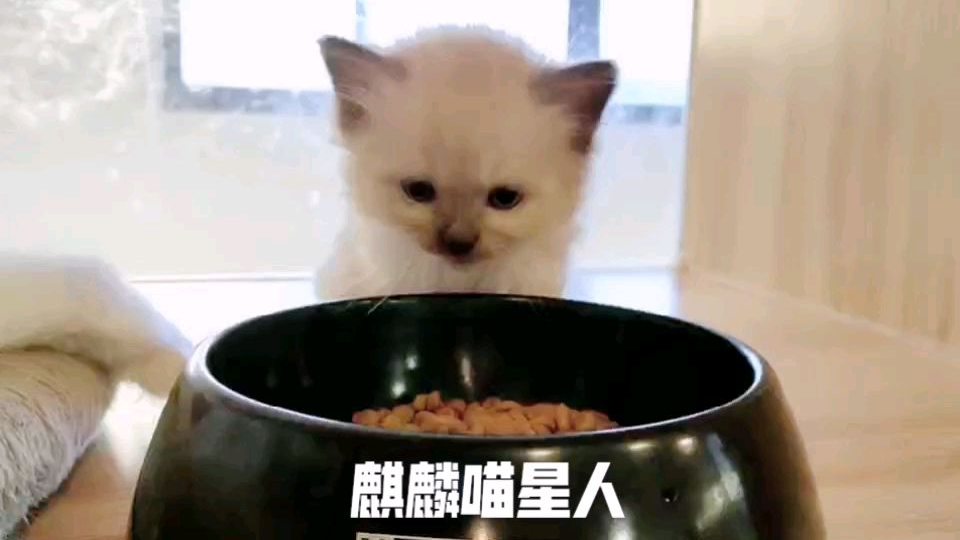 小布偶偷吃猫粮喽